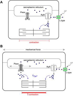 Piezo buffers mechanical stress via modulation of intracellular Ca2+ handling in the Drosophila heart